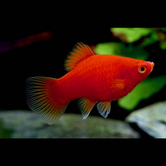 Xiph.maculatus   Platy koraal mix L @
